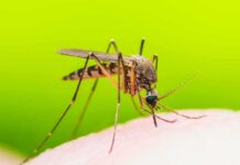 Preventing Mosquito Bites: Stop Spraying — Do This Instead Mosquito feeding on human skin