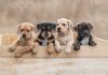 Four puppies leaning over a wooden box