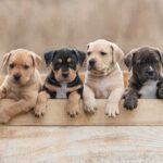 Four puppies leaning over a wooden box