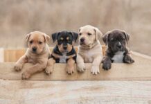 Do’s and Don’ts for Preventing Common Pet Emergencies Four puppies leaning over a wooden box