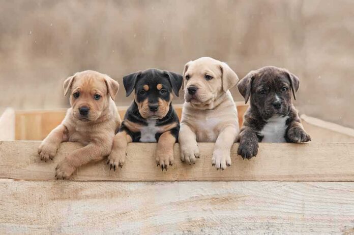 Four puppies leaning over a wooden box
