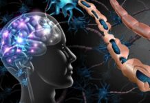 Human brain and damaged myelin sheath illustration