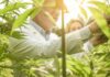 Heavy Metals In CBD products? Read This Scientists inspecting cannabis plants in a sunlit field