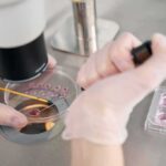 Gloved hands manipulating samples under a microscope in a petri dish