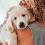 Golden retriever puppy resting on a person's shoulder
