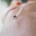 Mosquito on human skin