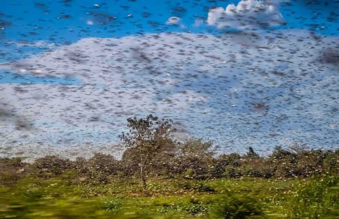 Swarm of locusts over a green field