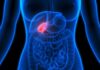 How Silent Diabetes Destroys Organs Early Human torso anatomy highlighting the gallbladder