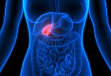 How Silent Diabetes Destroys Organs Early Human torso anatomy highlighting the gallbladder