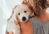 Stress Trick: Dog Now, Resilience Later Golden retriever puppy resting on a person's shoulder