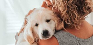 Golden retriever puppy resting on a person's shoulder