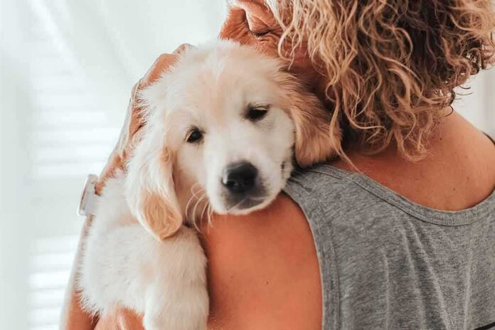 Golden retriever puppy resting on a person's shoulder