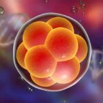 Embryo cell cluster in a translucent sphere