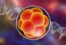 Smaller Cancer Cells, Bigger Trouble Embryo cell cluster in a translucent sphere
