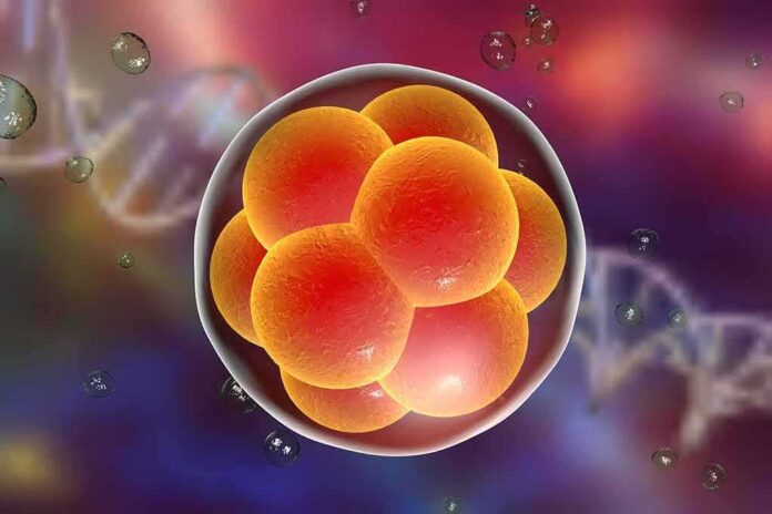 shutterstock_341473469 Embryo cell cluster in a translucent sphere